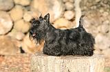 SCOTTISH TERRIER 133